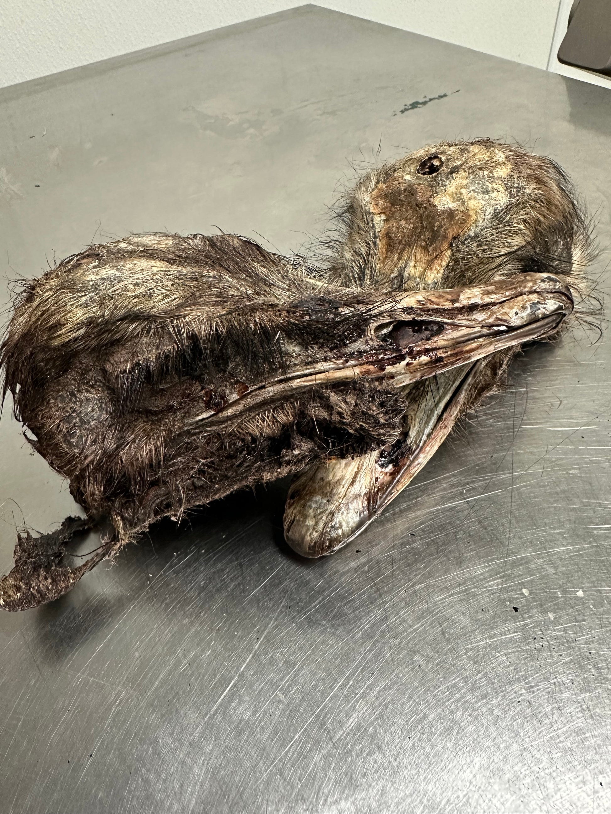 Ostrich Head tapiarawmeatsforpetfood