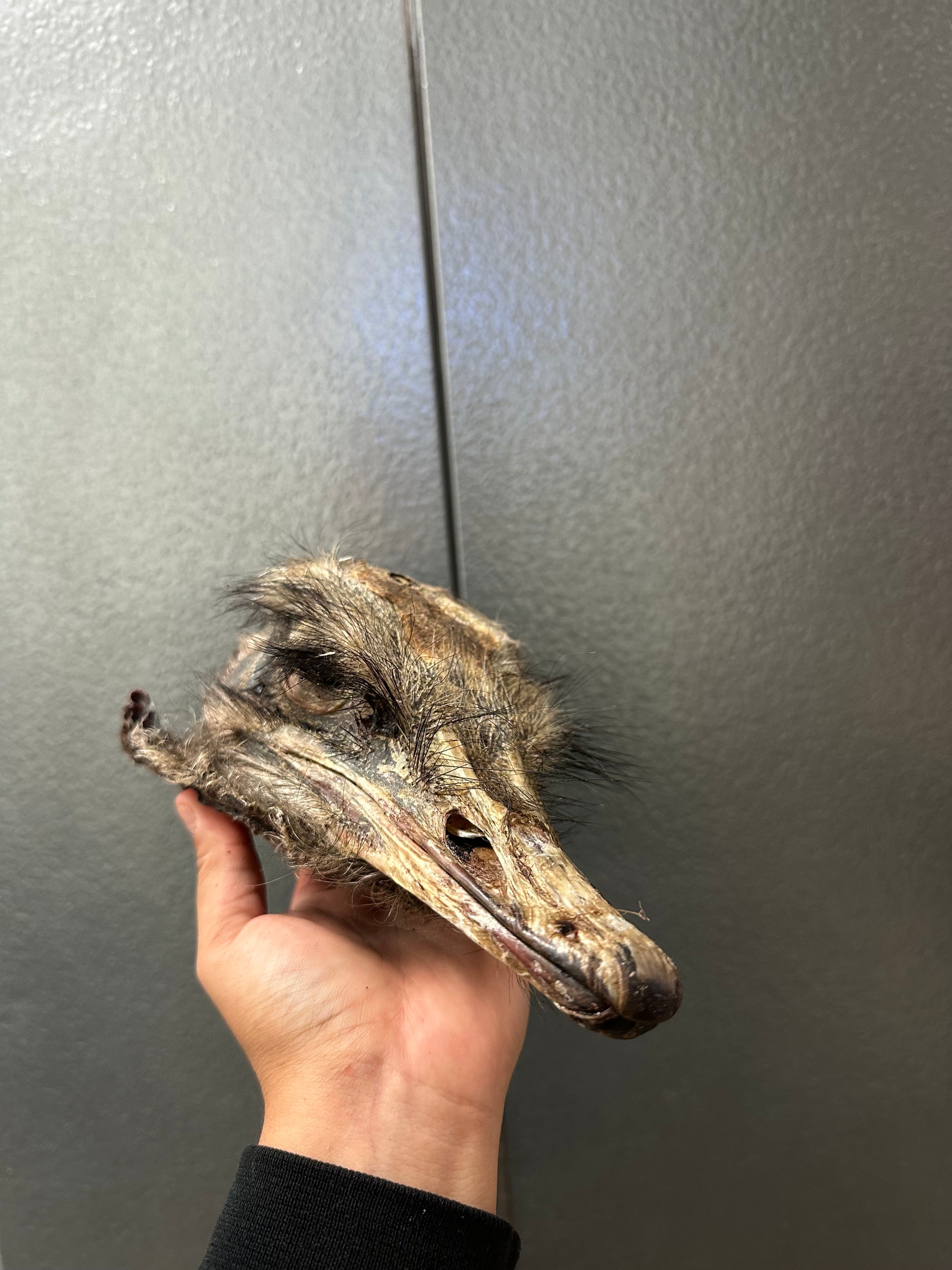 Ostrich Head tapiarawmeatsforpetfood