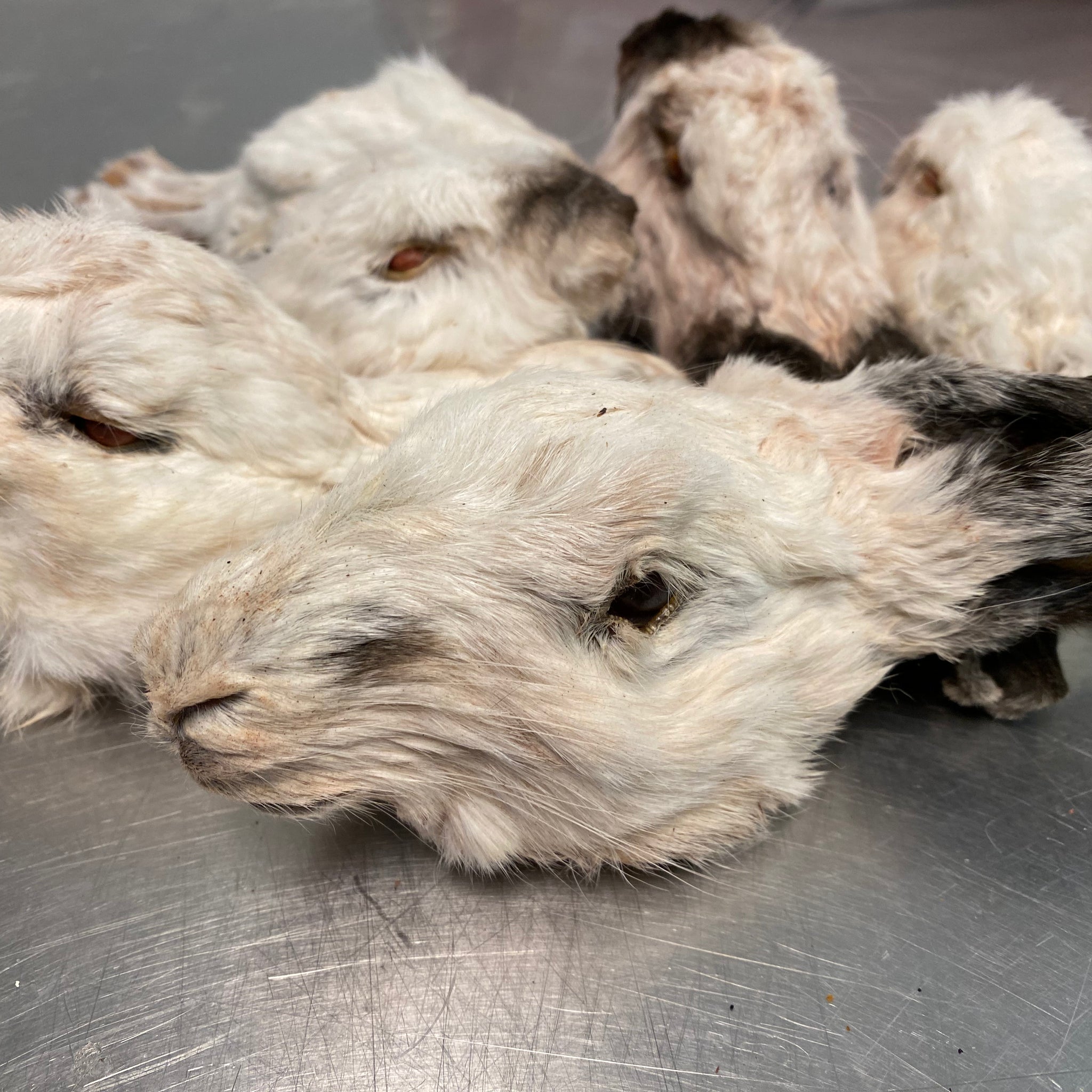 Rabbit Head W/Fur tapiarawmeatsforpetfood