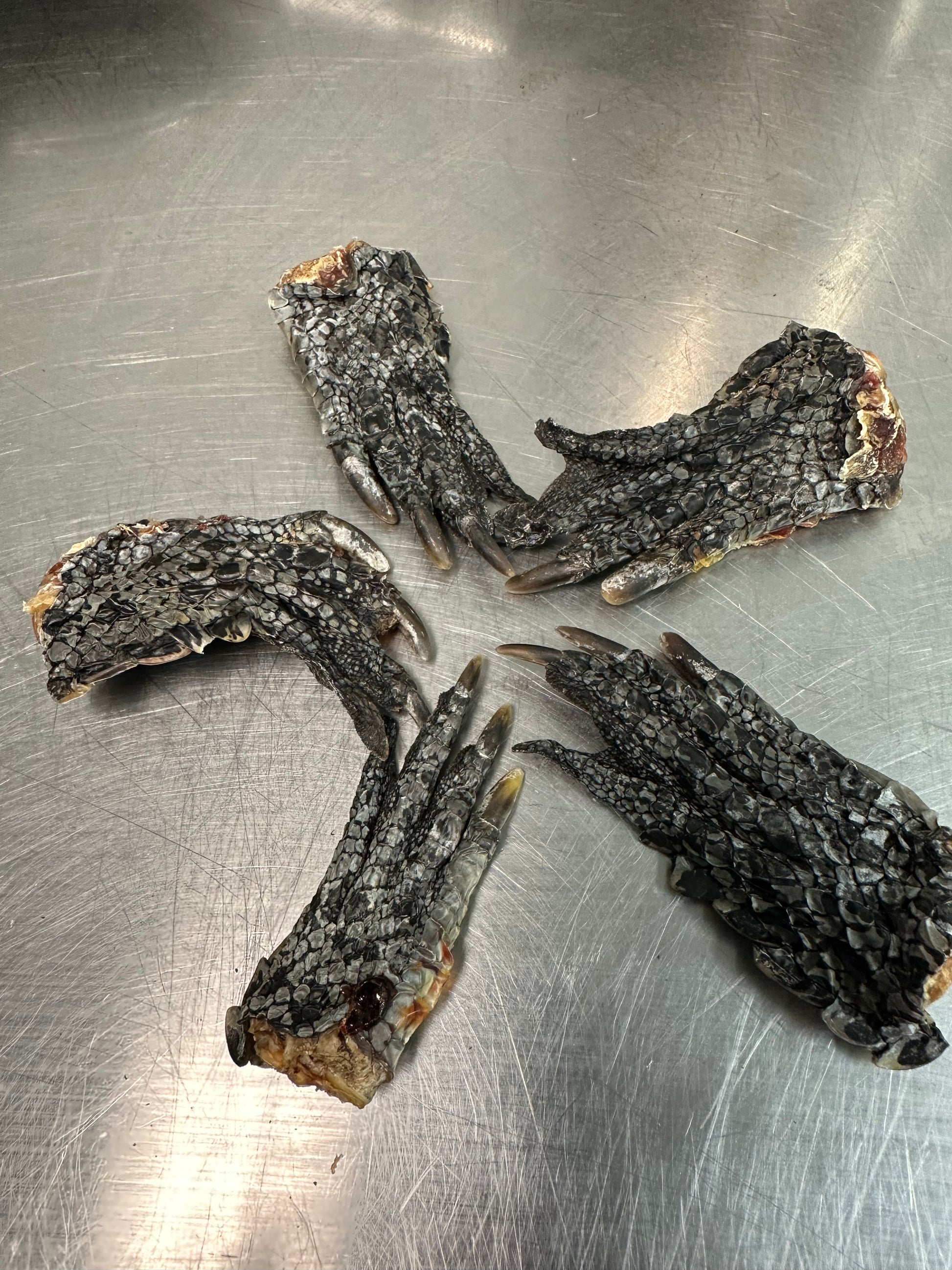 Dehydrated Crocodile Foot tapiarawmeatsforpetfood
