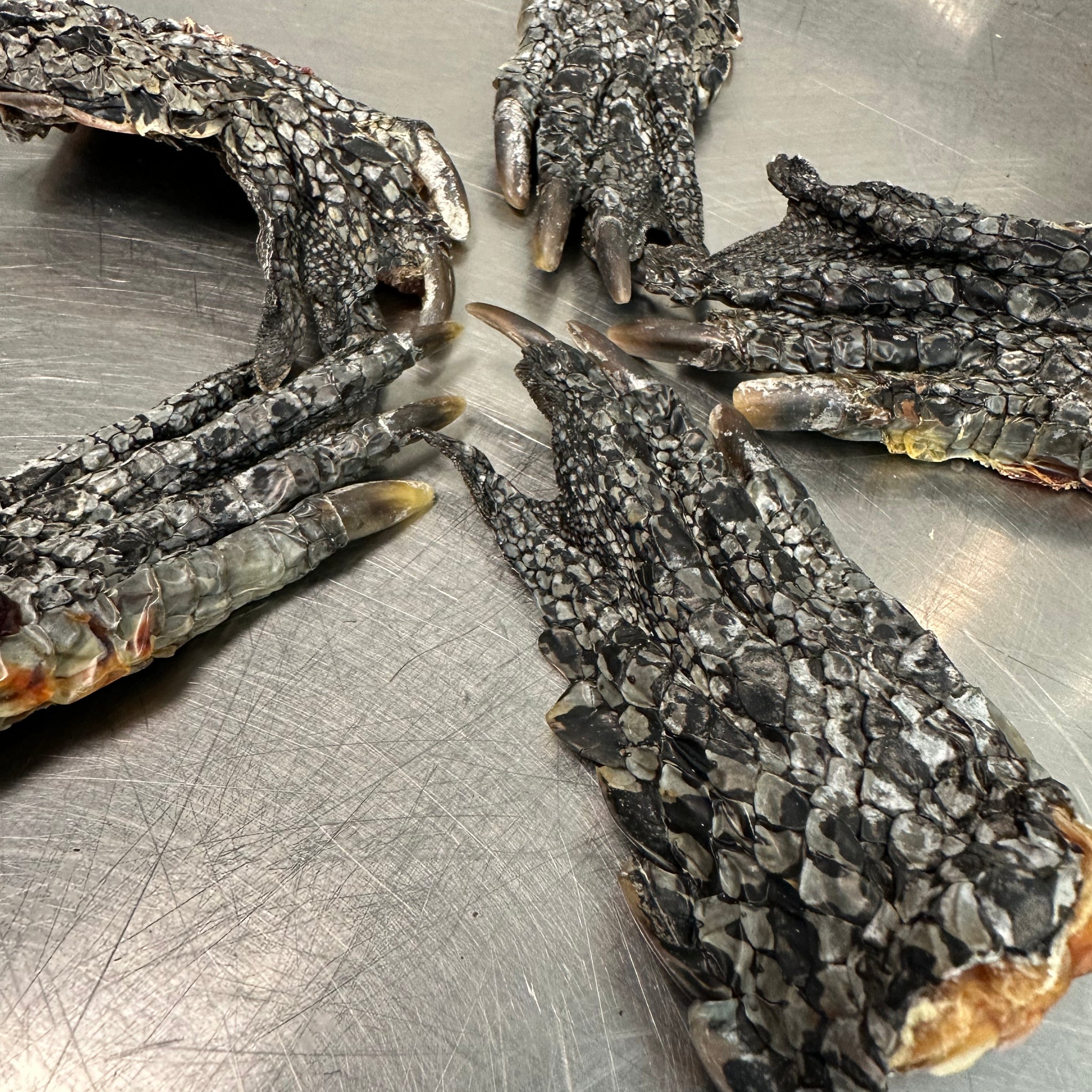 Dehydrated Crocodile Foot tapiarawmeatsforpetfood