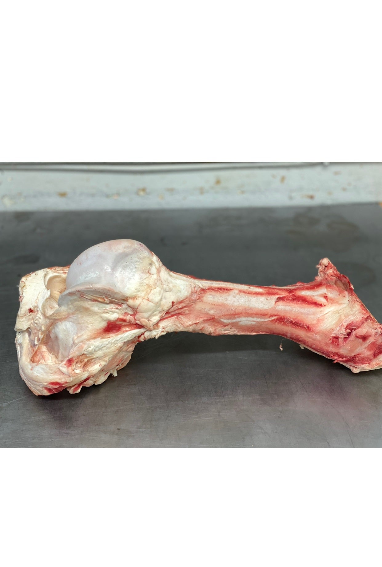 Beef Femur