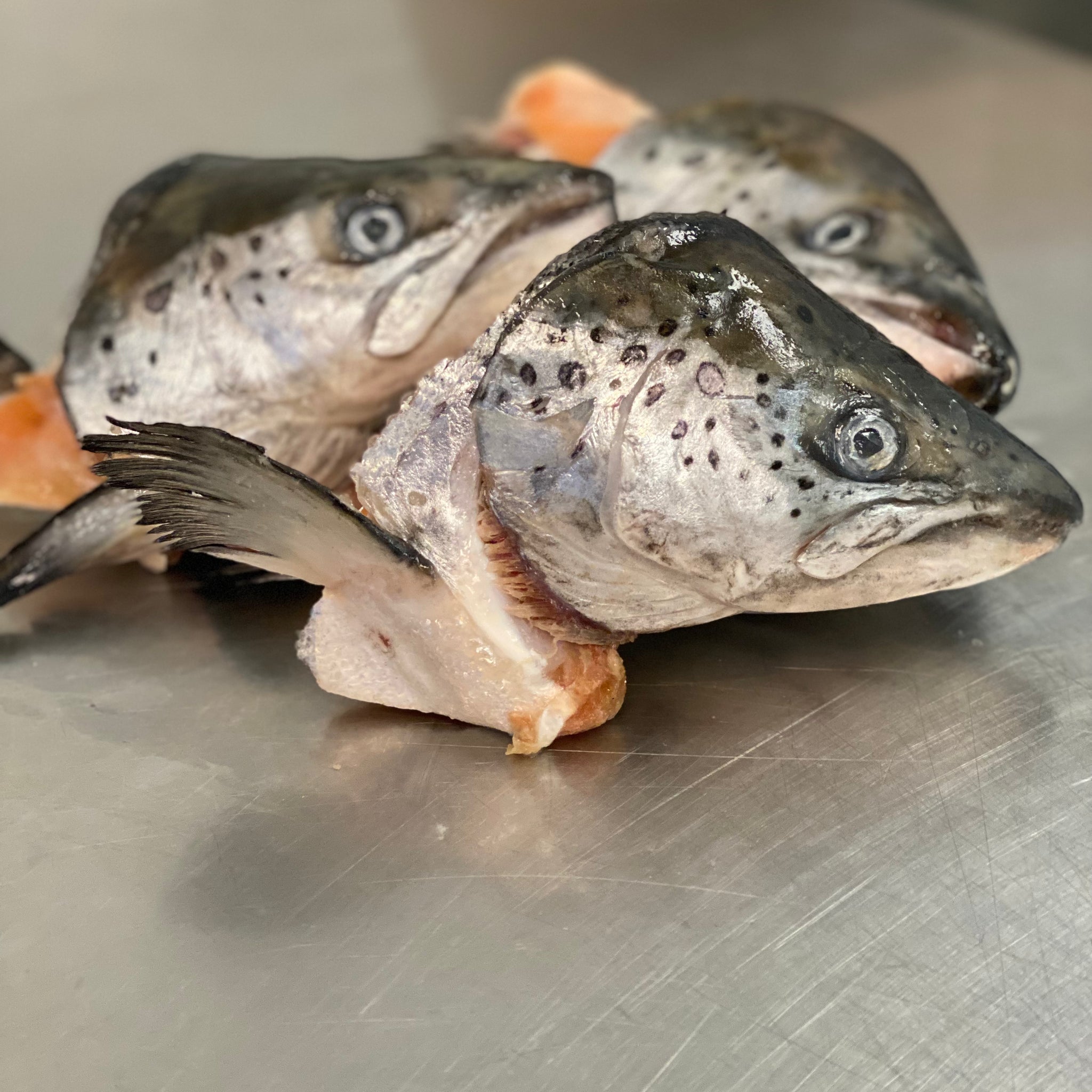 Salmon Heads tapiarawmeatsforpetfood